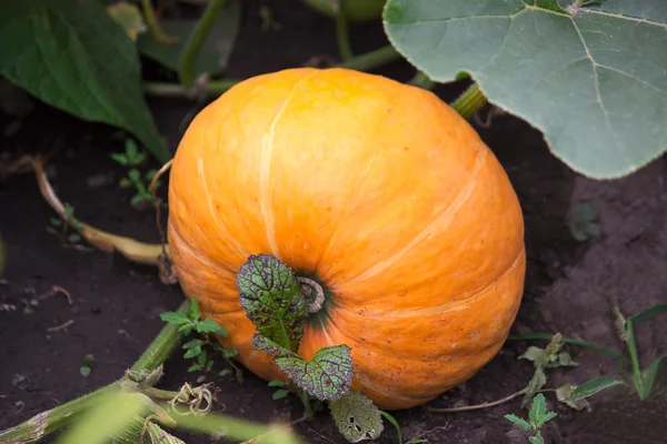 stock image Plant pumpkin