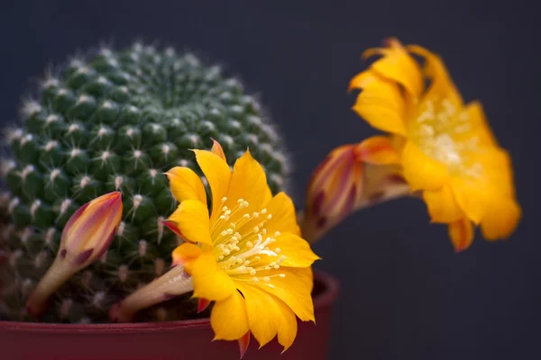 Cactus con fiori — Foto Stock