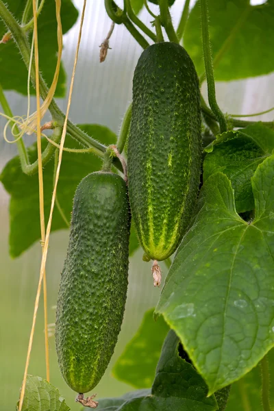 Komkommers die groeien — Stockfoto