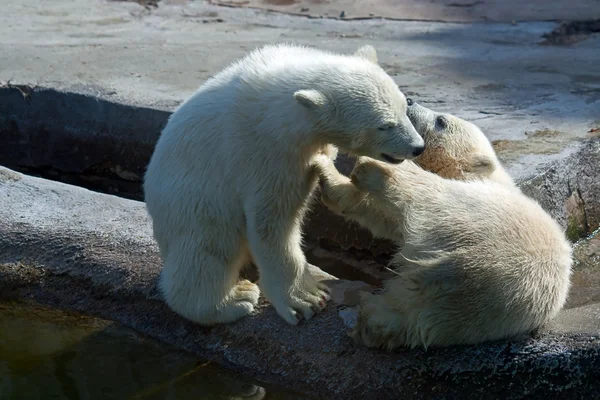 Dos osos polares blancos —  Fotos de Stock