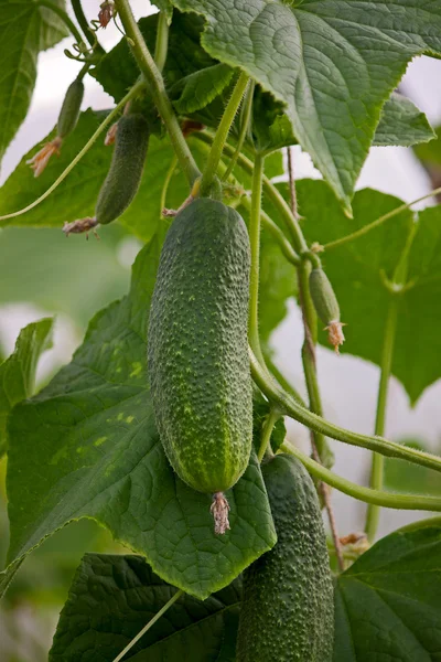 Cucumber growing — Stock Photo, Image
