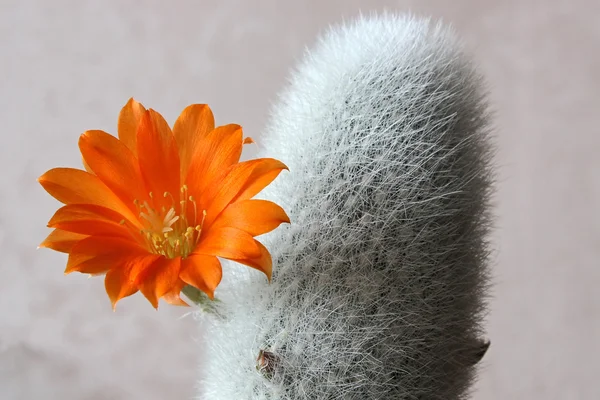 Blühender Kaktus — Stockfoto