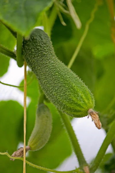 Komkommer groeiende — Stockfoto