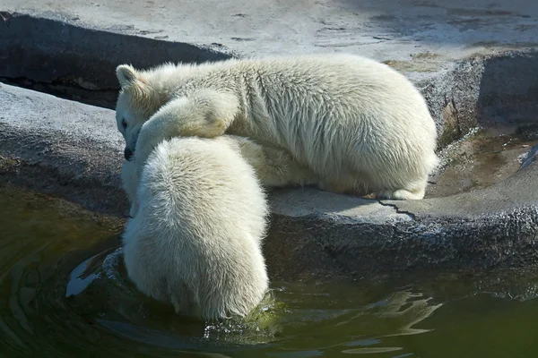 Два белых медведя — стоковое фото