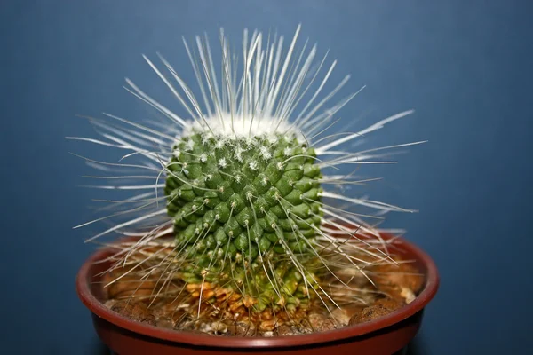 Stock image Cactus