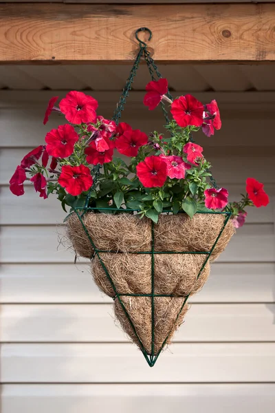 Petunia in vaso — Foto Stock