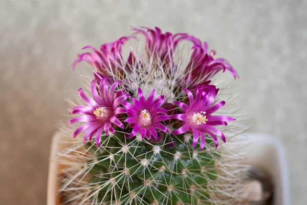 Kwitnący kaktus — Zdjęcie stockowe