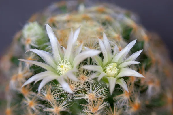 Cactus flowers — Stock Photo, Image