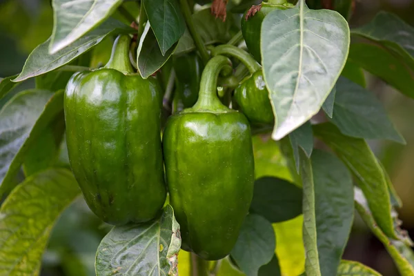 Peppers on plants — Stock Photo, Image