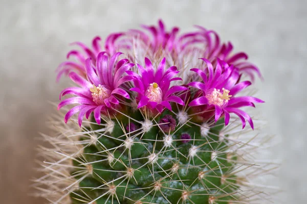Cactus blommor — Stockfoto