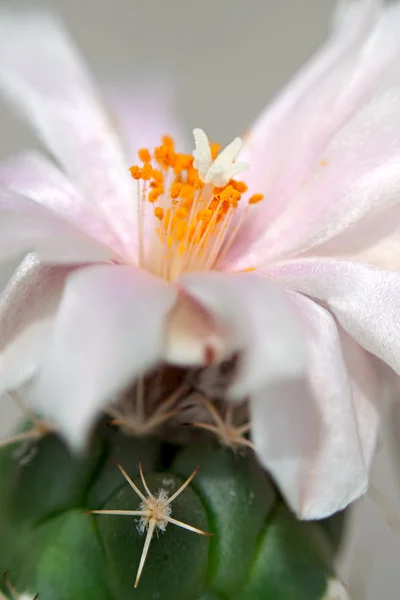 Flores de cactus — Foto de Stock