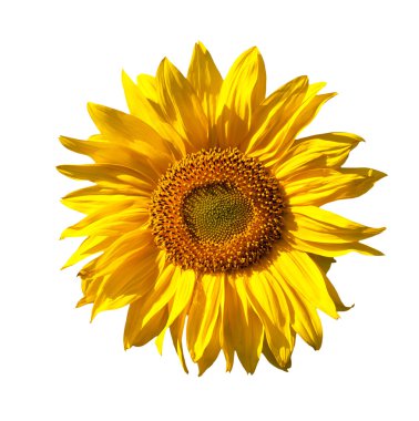 Yellow sunflower isolated on white background clipart