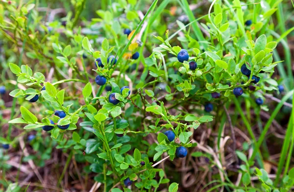 Bush of a ripe bilberry in the summer — Stock Photo, Image