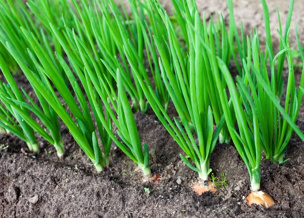 stock image Onion plantation in the vegetable garden