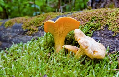 Chanterelle in the moss clipart