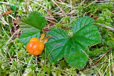 Cloudberry tatlı yaz