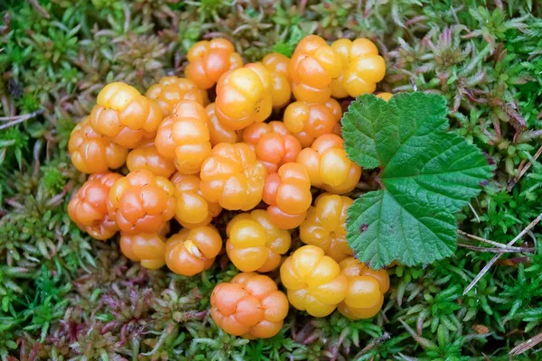 Cloudberry primer plano en verano. Fruta silvestre fresca —  Fotos de Stock