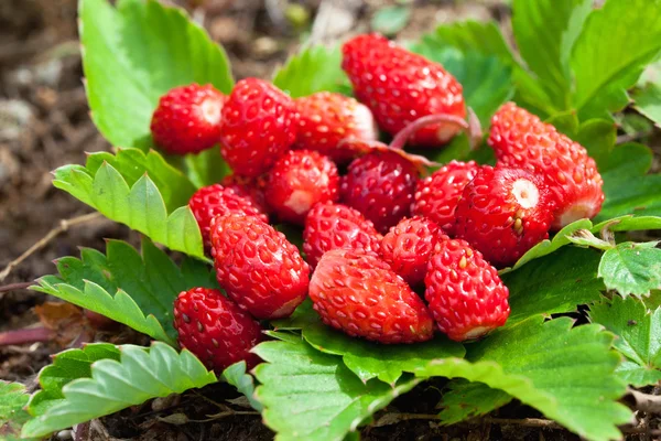 Closeup of a wild strawberry — Stock Photo, Image