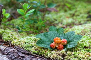 Cloudberry closeup yazın. Taze yabani meyve.