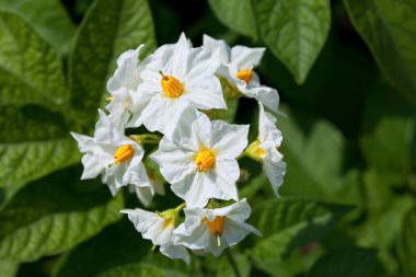 patates çiçek Blossom yakın çekim