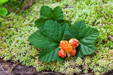 Cloudberry closeup yazın. Taze yabani meyve.