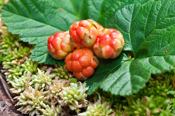 Cloudberry primer plano en verano. Fruta silvestre fresca . — Foto de Stock