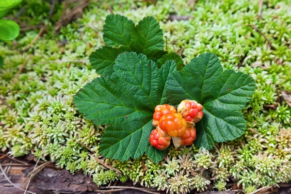 Cloudberry closeup in summer. Fresh wild fruit. — Stock Photo, Image