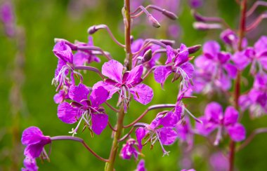 Mor Alp fireweed