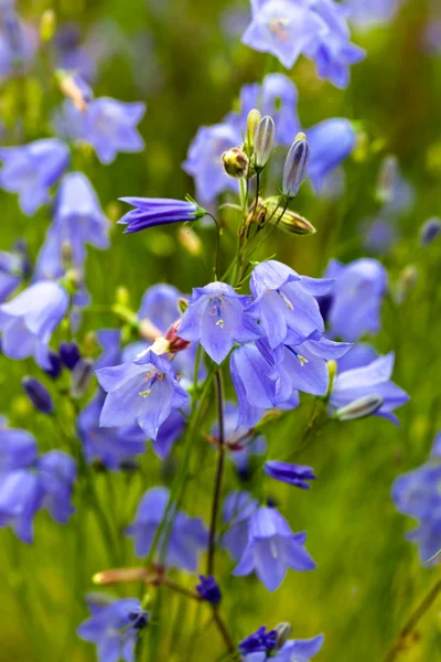 Nahaufnahme von Glockenblume mit Naturmedow Hintergrund — Stockfoto