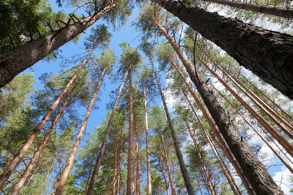 Tall pine trees in the forest — Stock Photo, Image