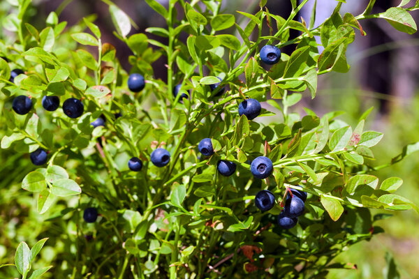 Bush of a ripe bilberry in the summer closeup
