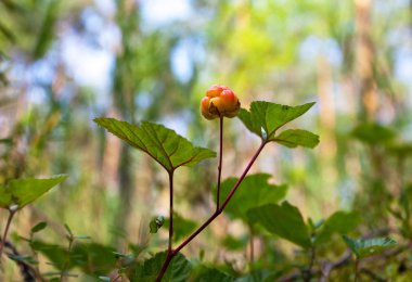 Cloudberry closeup yazın. Taze yabani meyve