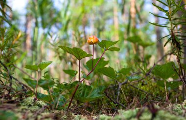 Cloudberry closeup yazın. Taze yabani meyve