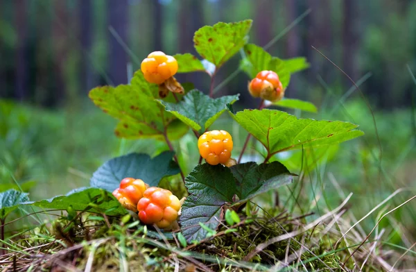 Cloudberry closeup in summer. Fresh wild fruit — Stock Photo, Image