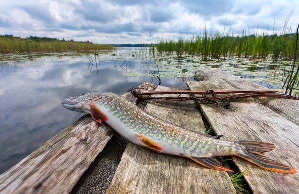 Rå, färsk fisk (gädda) på bakgrunden av sjön — Stockfoto