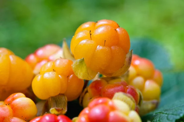 Cloudberry on a green unfocused background — Stock Photo, Image