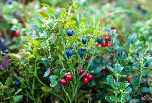 Wild berries on a green vegetative background in wood