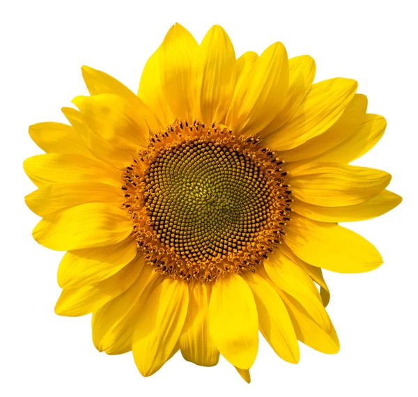 Gelbe Sonnenblume isoliert auf weißem Hintergrund — Stockfoto