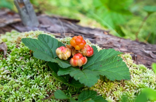 Moltebeere Nahaufnahme im Sommer. frisches wildes Obst — Stockfoto