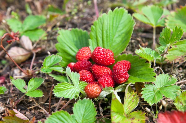 Closeup of a wild strawberry — Stock Photo, Image
