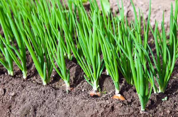 Plantación de cebolla en el huerto — Foto de Stock