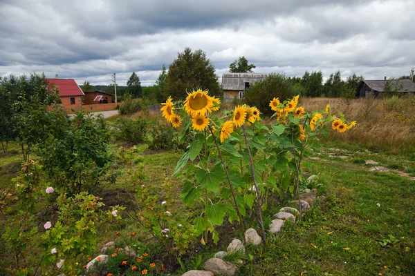 stock image Rural scene with beautiful sunflowers