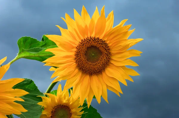 Gele zonnebloemen op bewolkte hemel achtergrond — Stockfoto