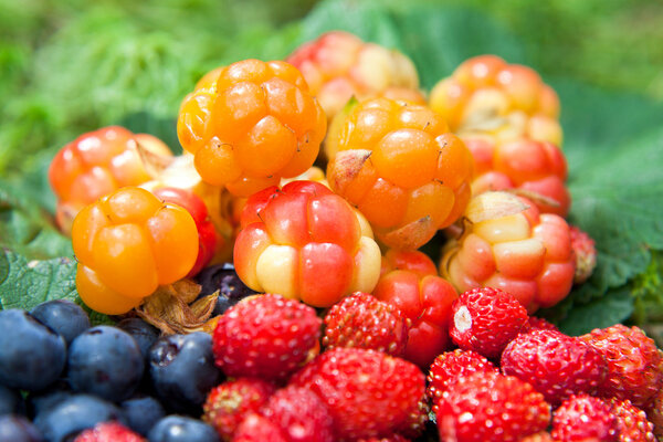 Wild berries on a green vegetative background in wood