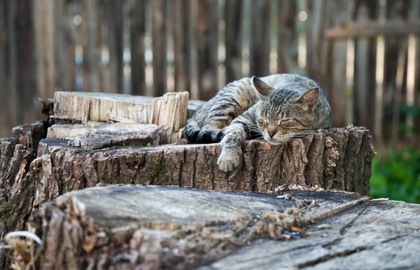 Kočka ležící na starý pařez — Stock fotografie