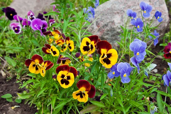 Violas or Pansies Closeup in a Garden — Stock Photo, Image