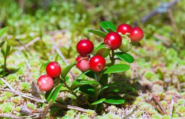 Lingonberry shrub with berries clipart