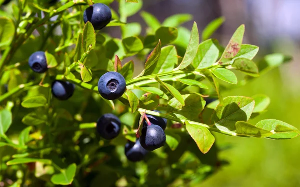Bush of a ripe bilberry in the summer closeup — Stock Photo, Image
