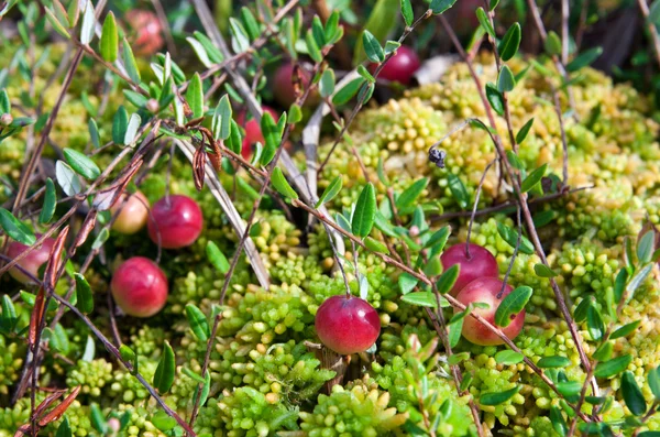 Cranberries selvagens crescendo em pântano, colheita de outono — Fotografia de Stock