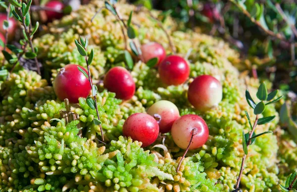 Άγρια cranberries που αναπτύσσονται σε βάλτους, φθινοπωρινή συγκομιδή — Φωτογραφία Αρχείου